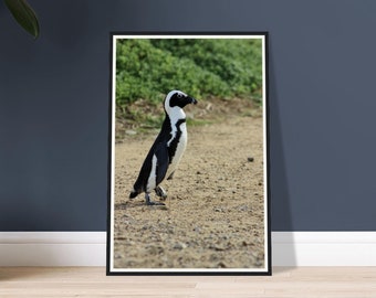 The African Penguin - Wildlife Photography, Close Up Penguin Fine Art, Framed and Unframed Prints, Canvas, and Acrylic for Home Decor