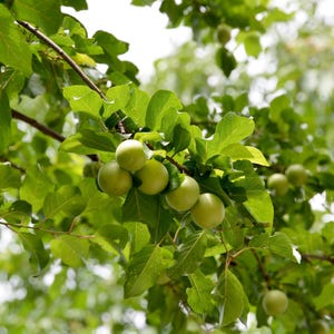 Śliwka ekologiczna zielona | Janerik Greengage | Naturalny owoc wiosenny | Kwaśny i chrupiący | Turecka specjalność sezonowa