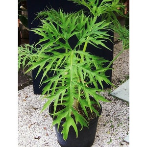 PHILODENDRON WARSZEWICZII Plant +Free HEAT Lacy Leaf Thick Trunk warscewiczii *Please Read Details*