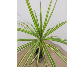 eibe wuchsform Eibe (15 - 30 cm) als kräftige Wurzelware