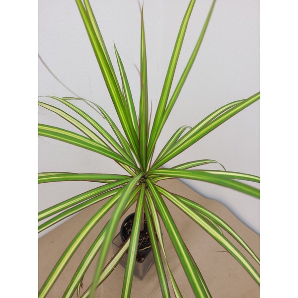 VARIEGATED Dracaena Marginata KIWI +Free Heat Awesome Colored Dragon Tree Colorful