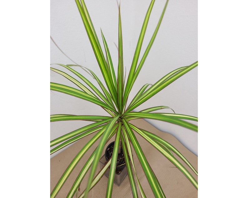 raretropical Dracaena Marginata - Thumbnail 3