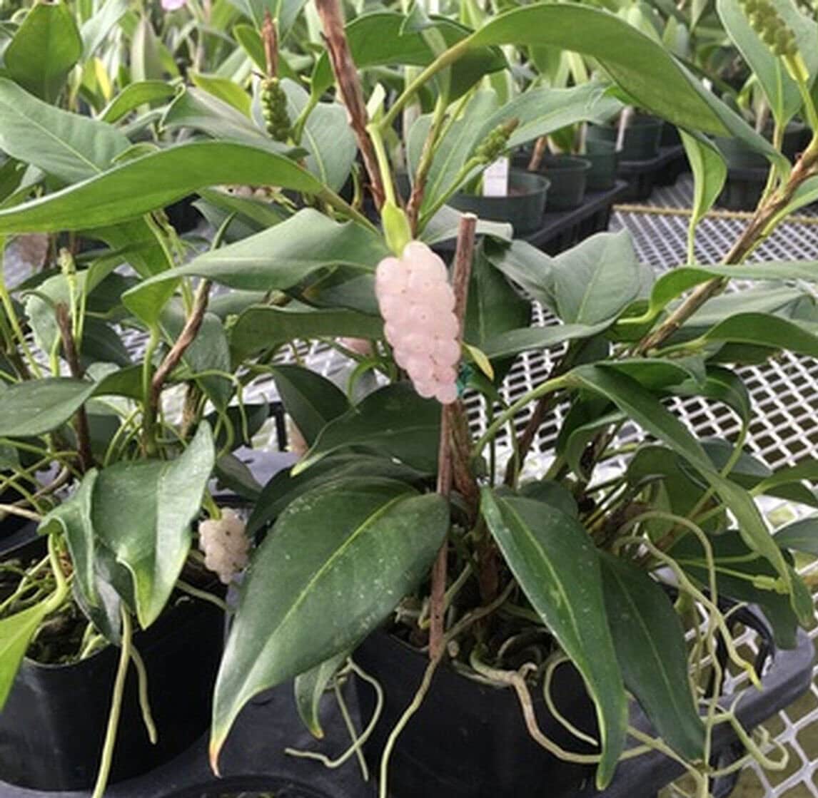 ANTHURIUM SCANDENS White Pearls *RARE* Pink / White Pearl Berries Laceleaf  + Free Heat - Etsy