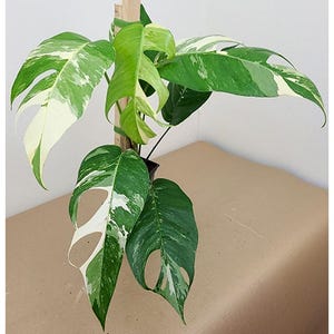 May include: A close-up of a variegated Monstera plant with large, green leaves with white variegation. Some leaves have fenestrations, or natural holes. The plant is supported by a wooden stake.