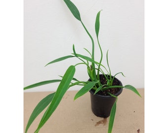 philodendron white veins pflege Philodendron White Wizard