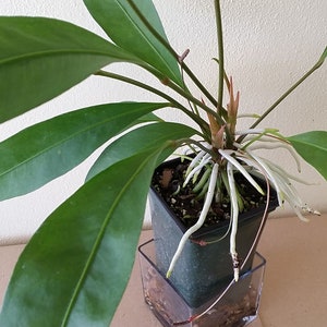 chinese evergreen plant aglaonema Aglaonema 'Silver Bay' main image 0