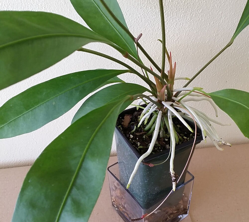 Anthurium Gracile - Etsy