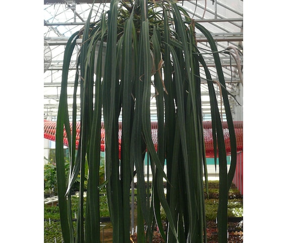 ANTHURIUM VITTARIFOLIUM Long Strap Leaves Rare Tropical Aroid Hanging Leaf  +FREE Heat - Etsy