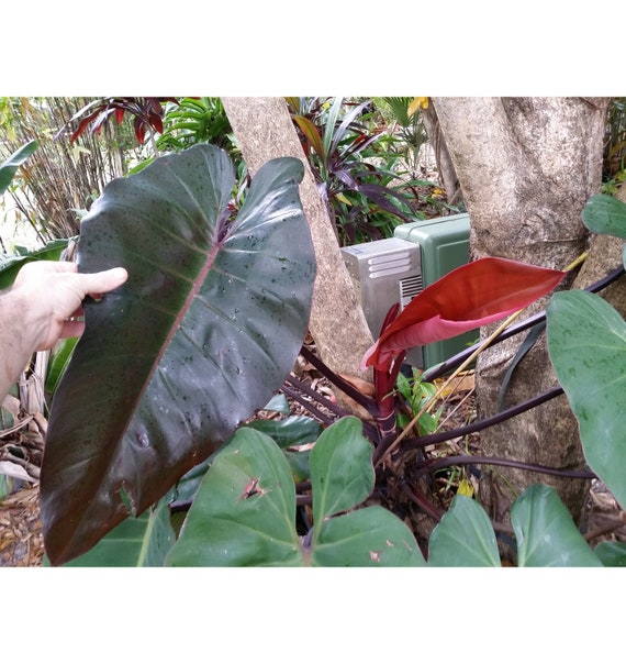 PHILODENDRON ANDERSON'S RED X.L Top Cutting +free Heat! Red Petiole Glossy  Leaf Climber - Etsy
