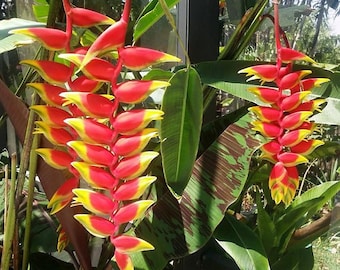 May include: Two hanging Heliconia rostrata plants featuring vibrant red and yellow bracts arranged in a cascading, lobster-claw pattern. The flowers are surrounded by large, broad green leaves, some of which display dark brown mottled patterns.