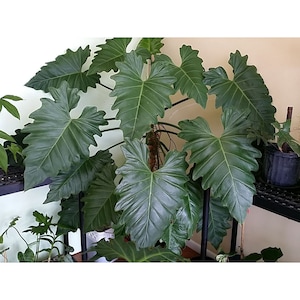 PHILODENDRON SUBINCISUM Huge CUTTING aka Wilson Wilsonii ee not giganteum + Free Heat