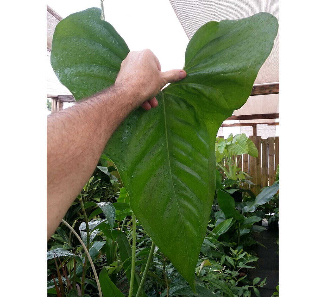 Anthurium Hybrid - FAUSTOMIRANDAE X WATERMALIENSE *huge Thick