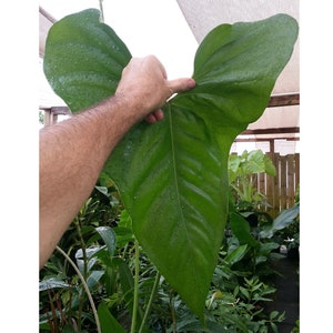 Anthurium Hybrid - FAUSTOMIRANDAE x WATERMALIENSE *Huge Thick Leaves* Free Heat