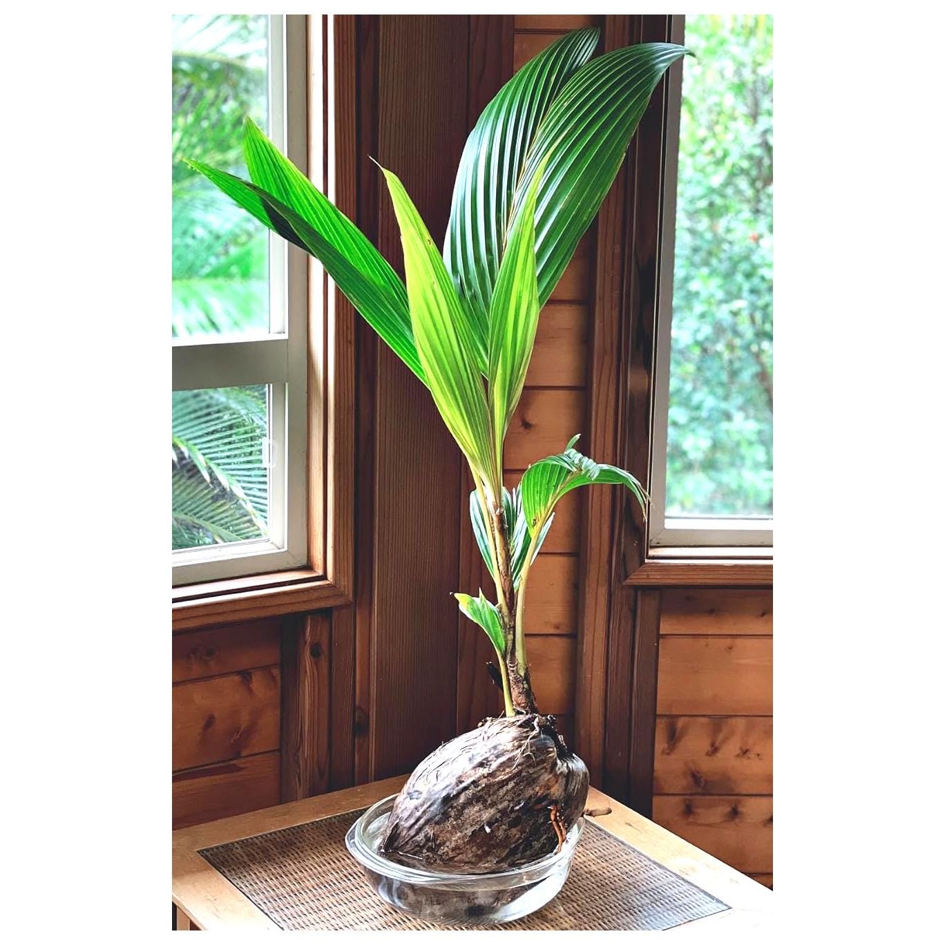 Live X.L Green Dwarf Malayan Coconut 1 to 3 Feet Tall Plant Cocos Nucifera  Sprouted Coconut Palm Seedling Produces Edible Fruits + FREE HEAT - Etsy