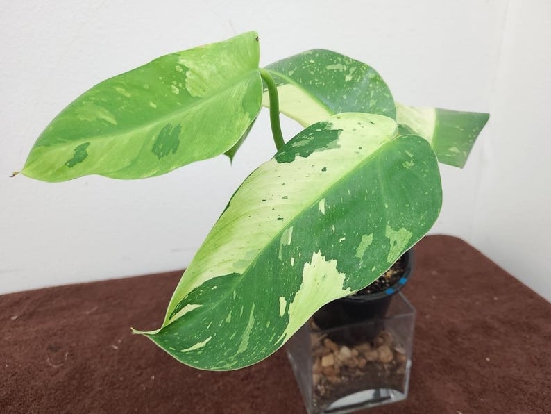 raretropical Philodendron Jose Buono