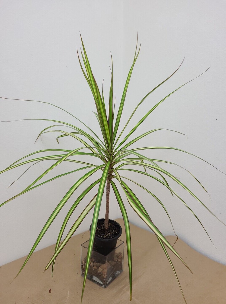 raretropical Dracaena Marginata