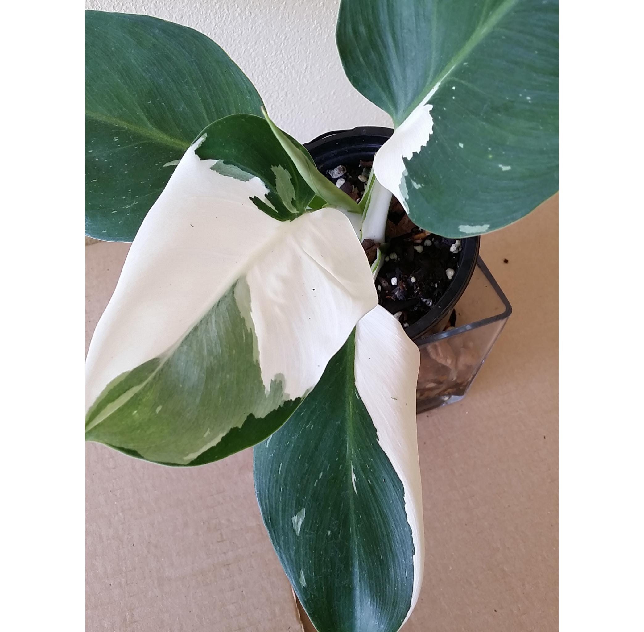 Philodendron WHITE WIZARD Plant +FREE Heat Variegated Aroid Variegata White Variegation *Last 4 Photos are Actual Plant