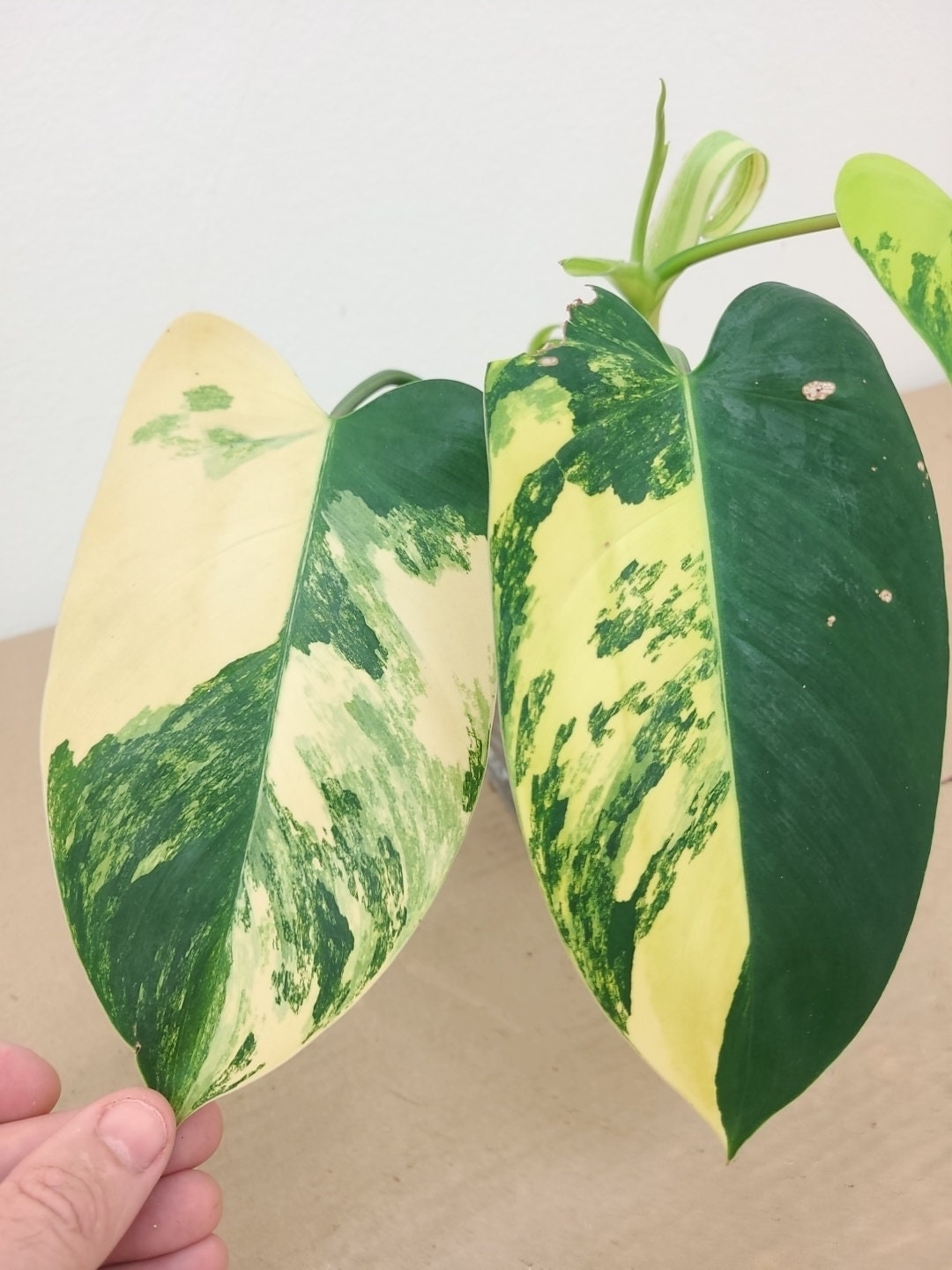 Philodendron Emerald Queen Variegated - Etsy Philodendron Emerald Queen Variegated - Etsy