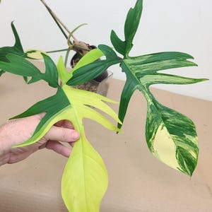VARIEGATED PHILODENDRON Squamiferum X Pedatum - Florida Beauty Variegata 4"  Pot - Actual Plant Last 4 Pics - See Details - Etsy