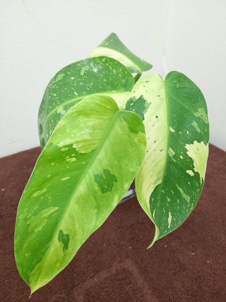 raretropical Philodendron Jose Buono - Thumbnail 4