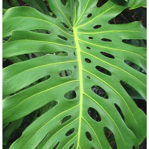 May include: A large, vibrant green Monstera deliciosa leaf featuring a prominent central vein and characteristic natural perforations known as fenestrations. The leaf displays a deep, glossy texture with elongated segments radiating from the center.