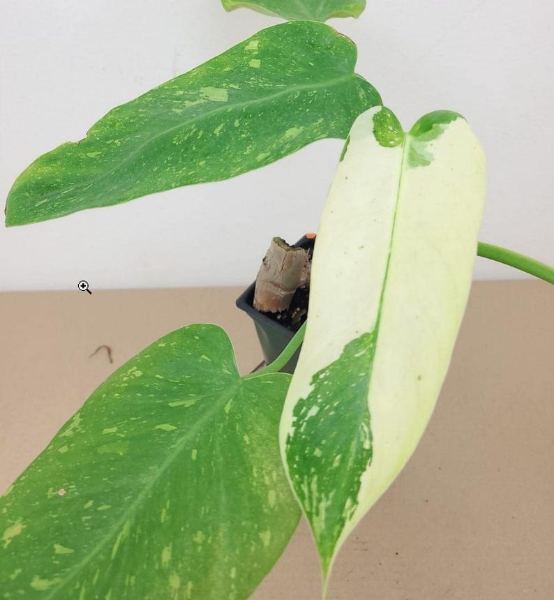 raretropical Philodendron Jose Buono - Thumbnail 5