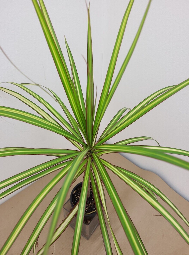 raretropical Dracaena Marginata - Thumbnail 2