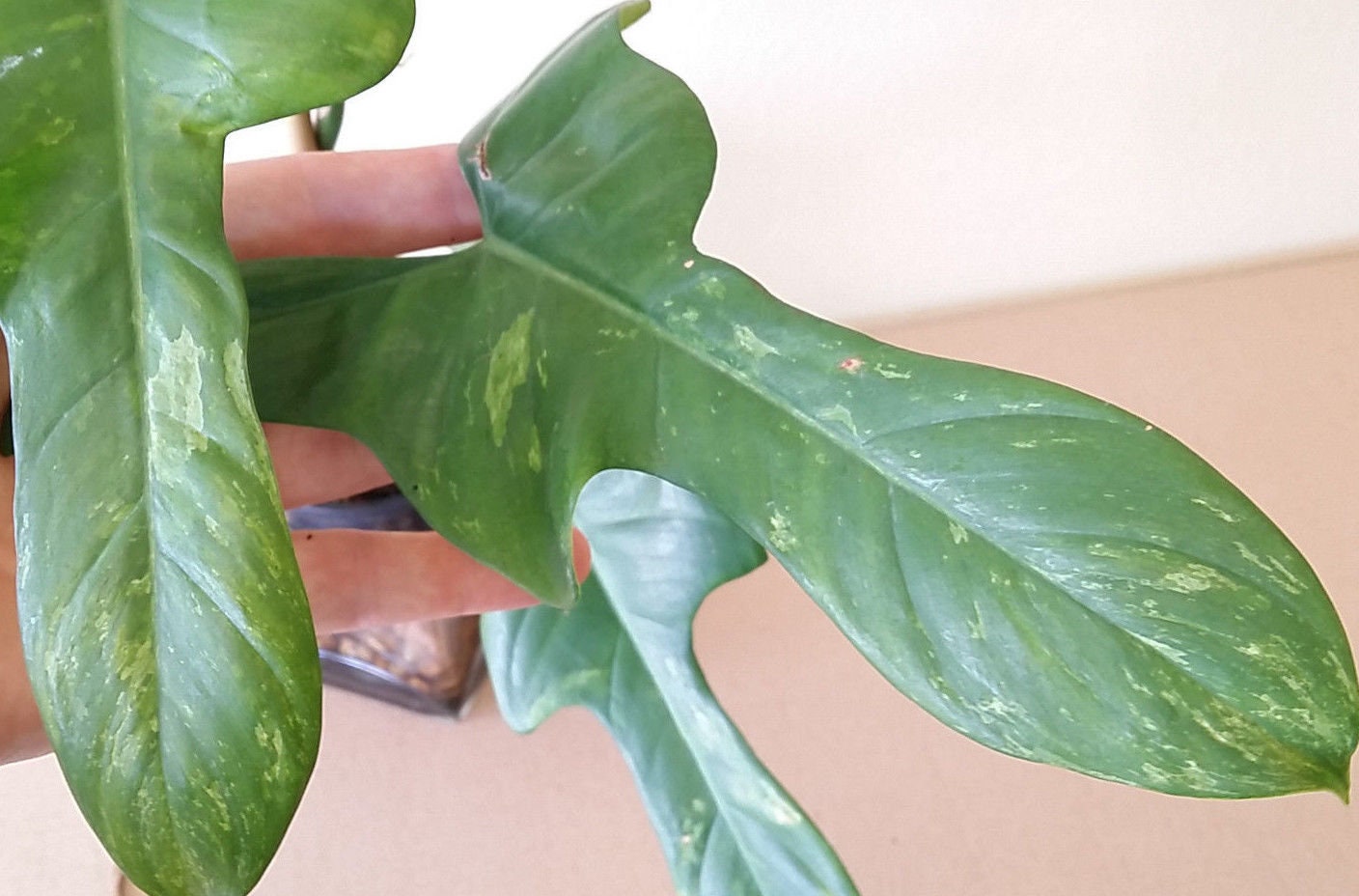 PHILODENDRON SPLASH GORDON +free Heat! Rare Variegated Bipennifolium Cream  Variegata *see Item Details* - Etsy