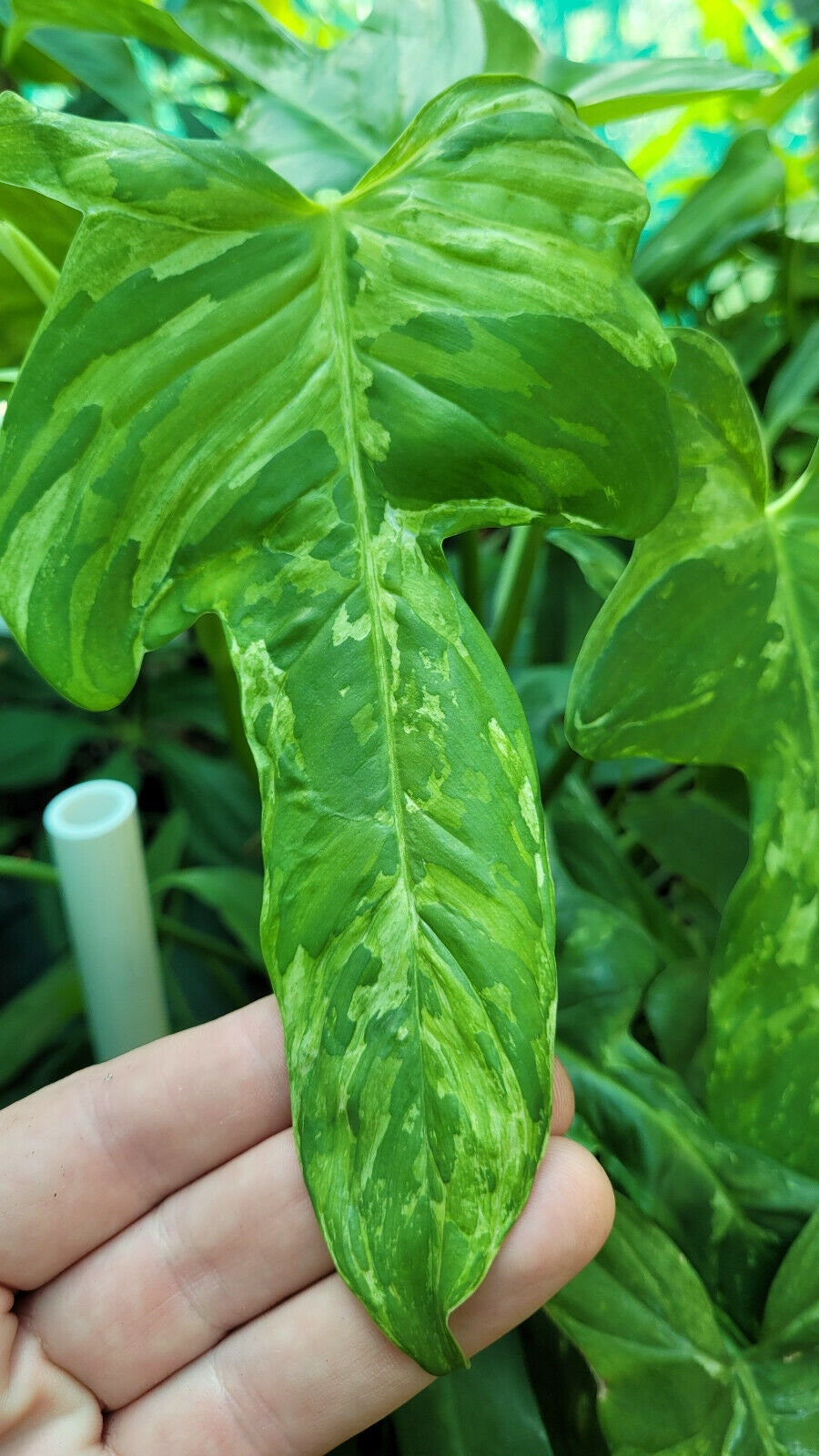 fragrans plant Dracaena fragrans 'Janet Lind' main image 1