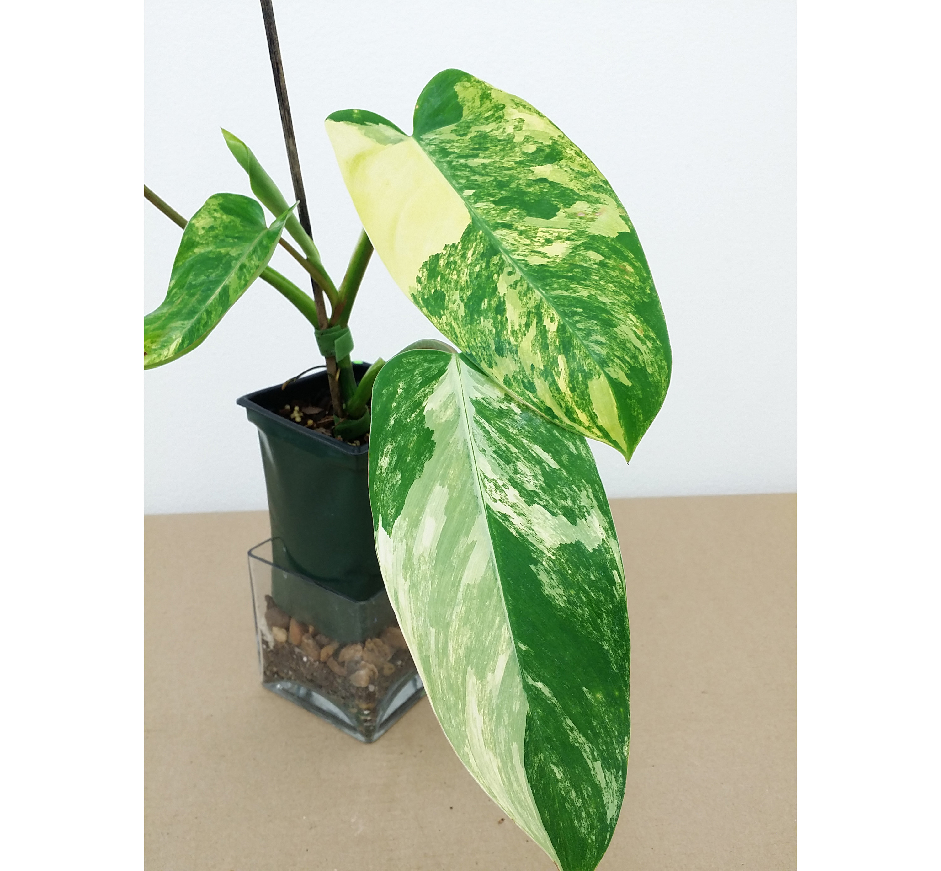 Philodendron Emerald Queen Variegated - Etsy