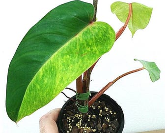 Puede incluir: Primer plano de una planta en maceta con hojas grandes y verdes abigarradas. Las hojas tienen una mezcla de verde oscuro y claro, con parches verde amarillento. La planta está en una maceta negra, sostenida por una mano, sobre un fondo blanco.