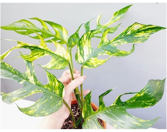 VARIEGATED PHILODENDRON Squamiferum X Pedatum - Florida Beauty Variegata 4"  Pot - Actual Plant Last 4 Pics - See Details - Etsy