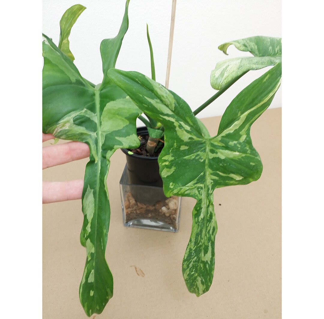 philodendron pictures Philodendron 'White Princess' Nursery 6