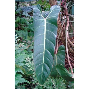 PHILODENDRON BERNARDOPAZII +FREE Heat Aka Superbum *rare Aroid* W Long  Glossy Leaf & White Veins - Etsy