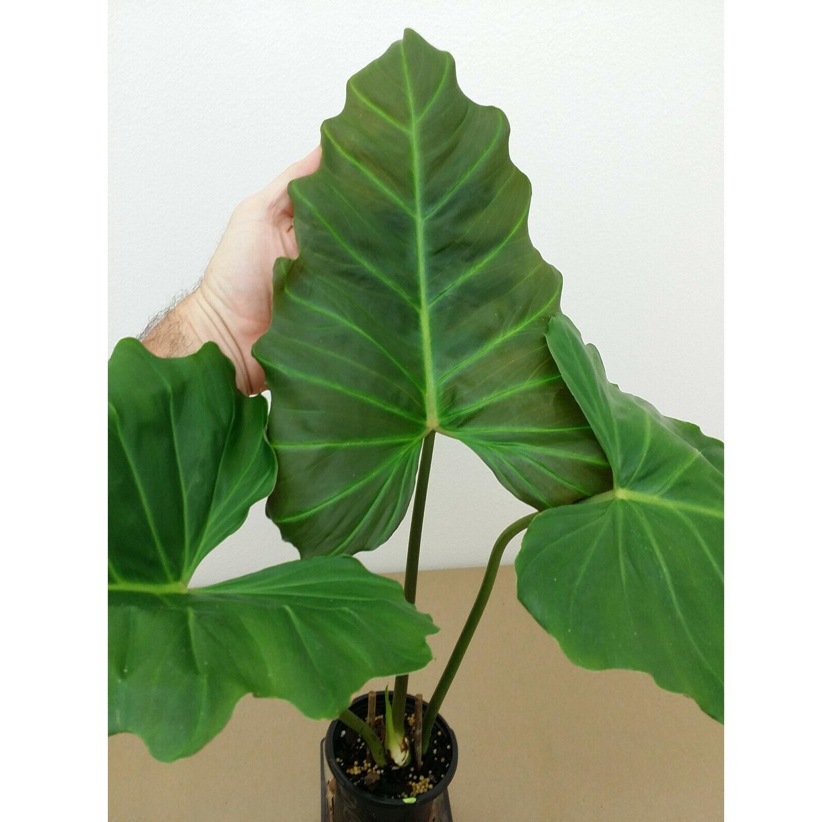 PHILODENDRON CORSINIANUM Awesome Ruffled Leaves W Red Underside *last 4  Photos Are Actual Plant - Etsy