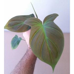 PHILODENDRON CAMPOSPORTOANUM +FREE Heat *Velvety Super Morphing Bicolorous Aroid*