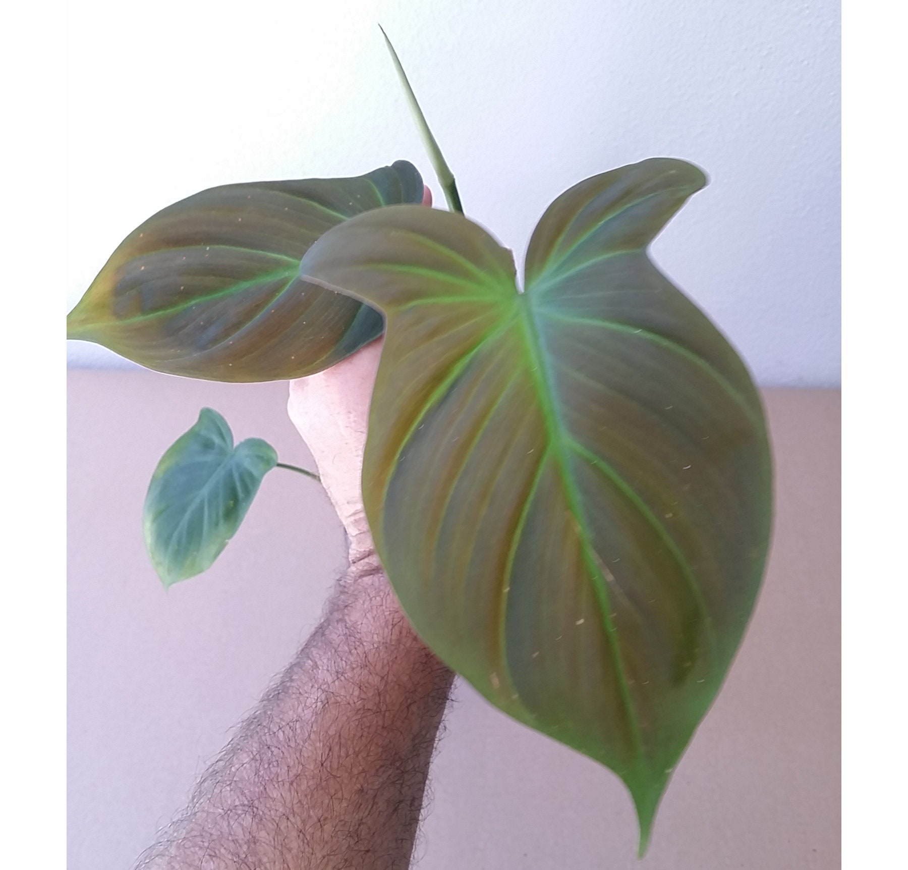 PHILODENDRON CAMPOSPORTOANUM +FREE Heat *Velvety Super Morphing Bicolorous Aroid*