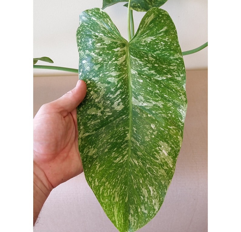 raretropical Philodendron Jose Buono - Thumbnail 2
