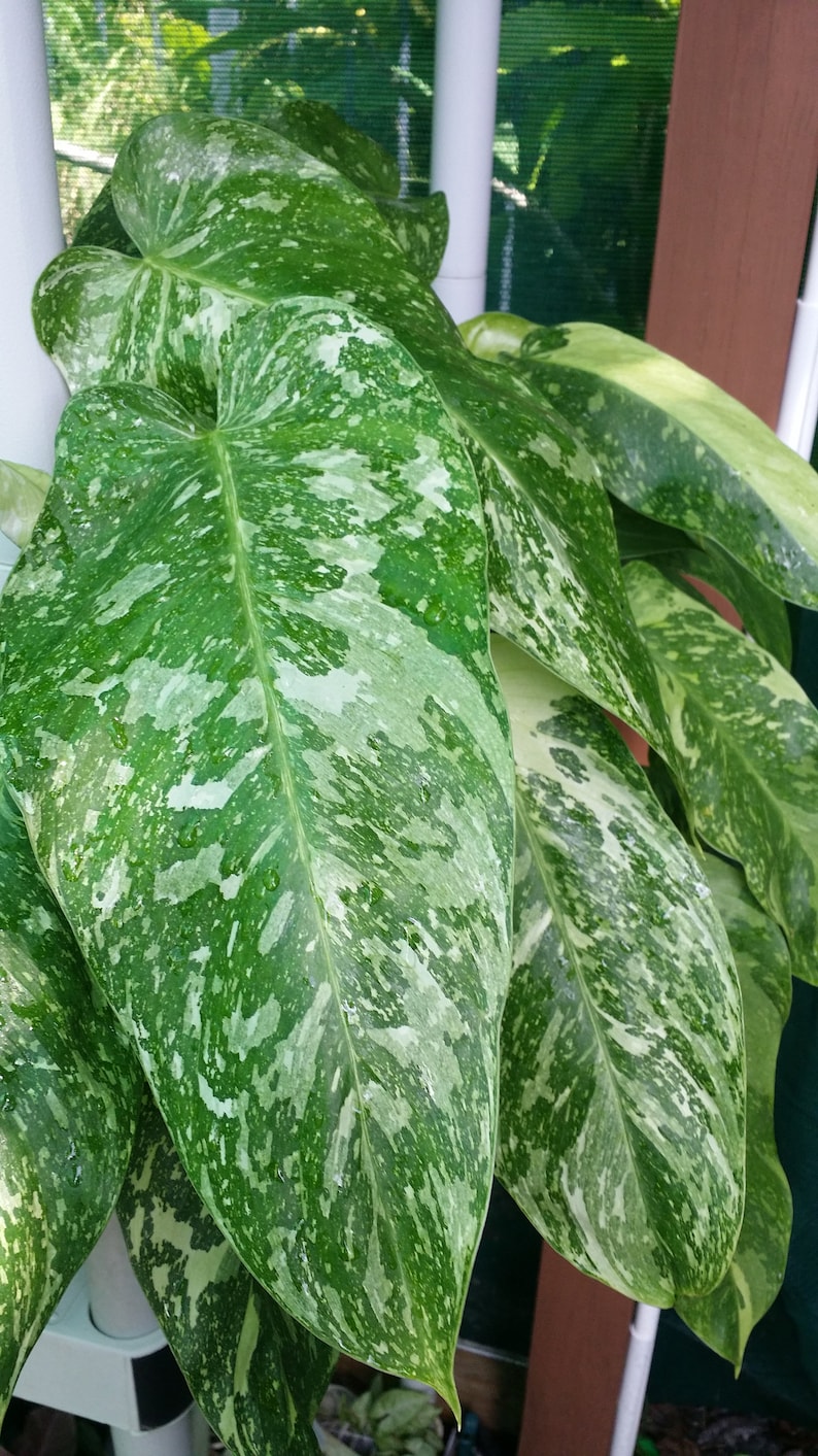 raretropical Philodendron Jose Buono - Thumbnail 3