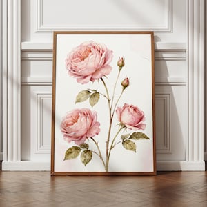 Pink Garden Rose Botanical Print, Floral Wall Art, Watercolor Flower Poster, Framed or Unframed