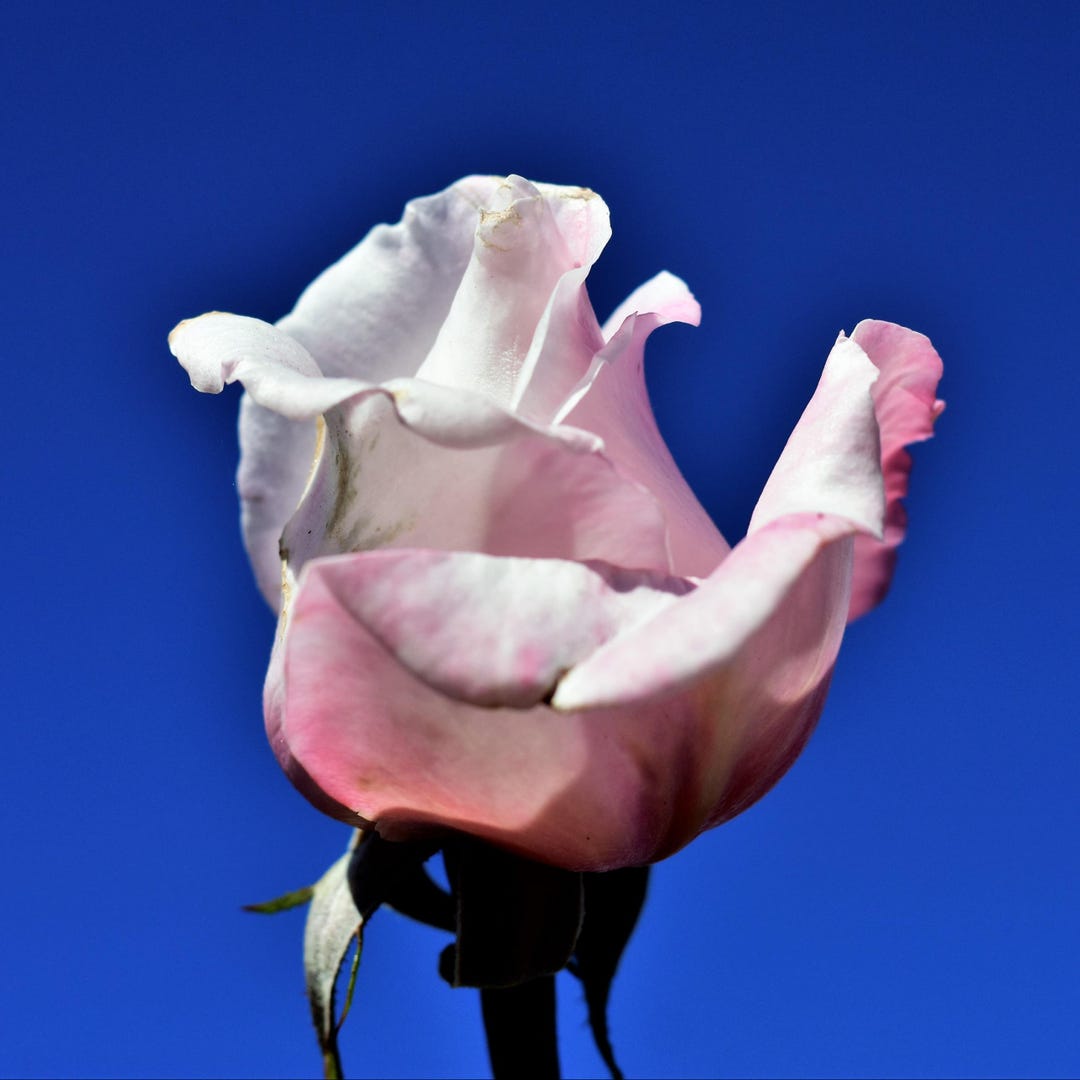 Pink Rose Fine Art Photography Print - Vintage Floral Still Life ...