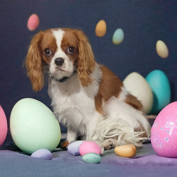 Easter themed Digital Pet Photography, Holiday Pet Portrait Sessions, Bunny Pet Photoshoot