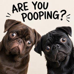 May include: A brown pug and a black pug looking forward with wide eyes. Above the dogs, the text ARE YOU POOPING? is written in bold black letters with small decorative lines on the sides of the text to emphasize the question.