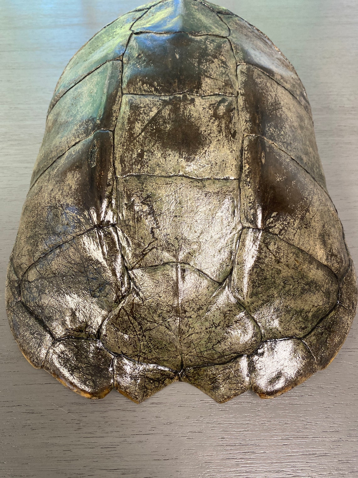 Common Snapping Turtle Shell Real - Etsy