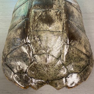 Common Snapping Turtle Shell Real - Etsy