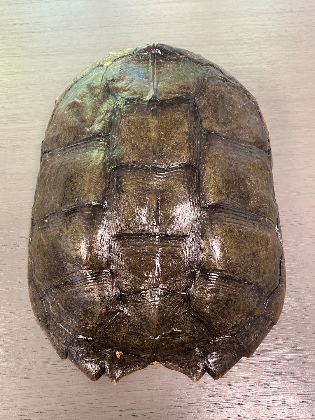 Common Snapping Turtle Shell Real - Etsy