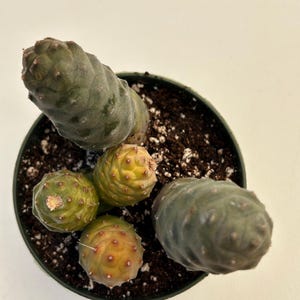 May include: Overhead view of a potted cactus with multiple green and yellow segments. The cactus has a dark green hue with small bumps. The pot is dark green and filled with soil and white granules. The background is a plain white.
