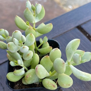 May include: A potted succulent plant with rounded, pale green leaves and reddish tips. The plant is in a small black plastic pot, and the leaves have a slightly frosted appearance. The plant is on a dark wooden surface.