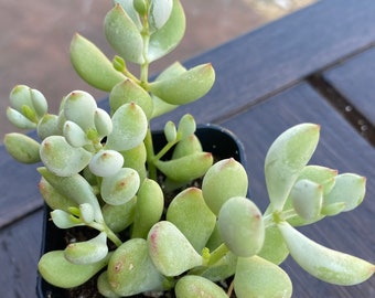 Beautiful 2'' pot Cotyledon Pendens By THE SUCCULENT KISS.