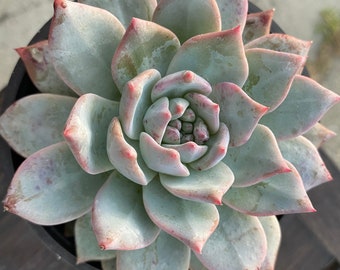 Very nice 4'' Echeveria blue bird by THE SUCCULENT KISS